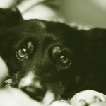 Photo of a cute border collie looking guilty. Countess of Accounting